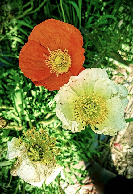 Foto primer plano de las flores