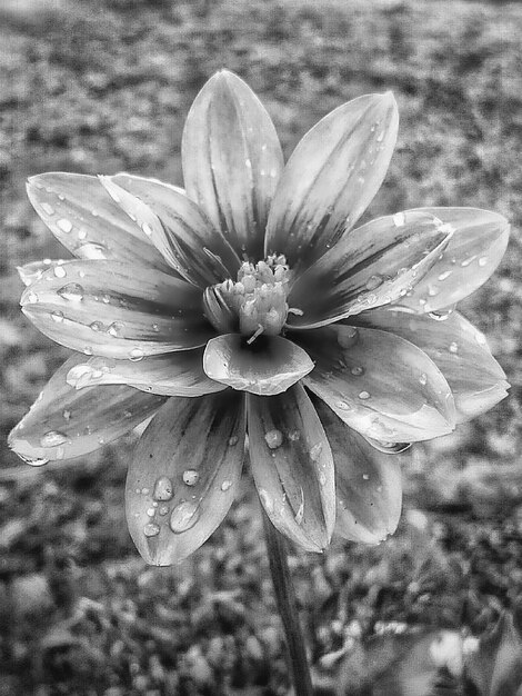 Foto primer plano de las flores