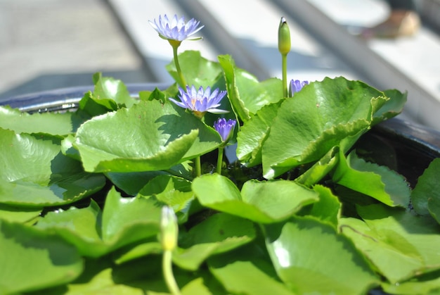 Foto primer plano de las flores