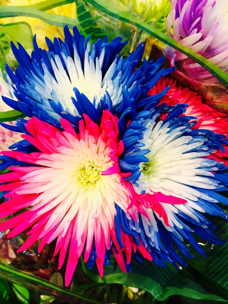 Foto primer plano de las flores