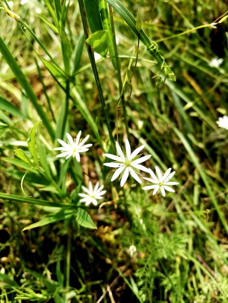 Foto primer plano de las flores