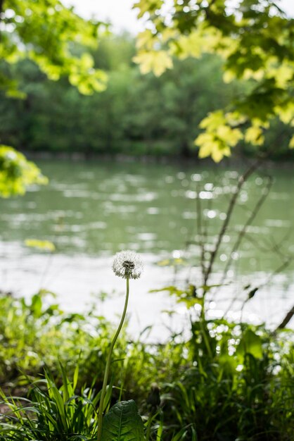 Foto primer plano de las flores