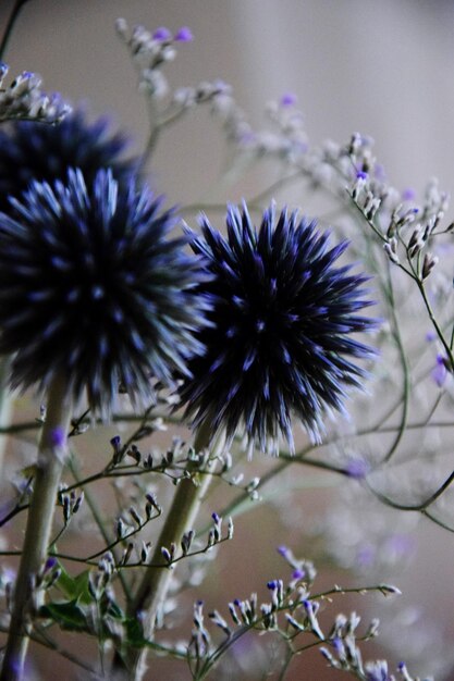 Foto primer plano de las flores