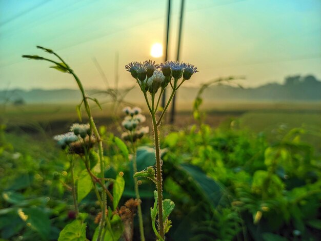 Foto un primer plano de las flores