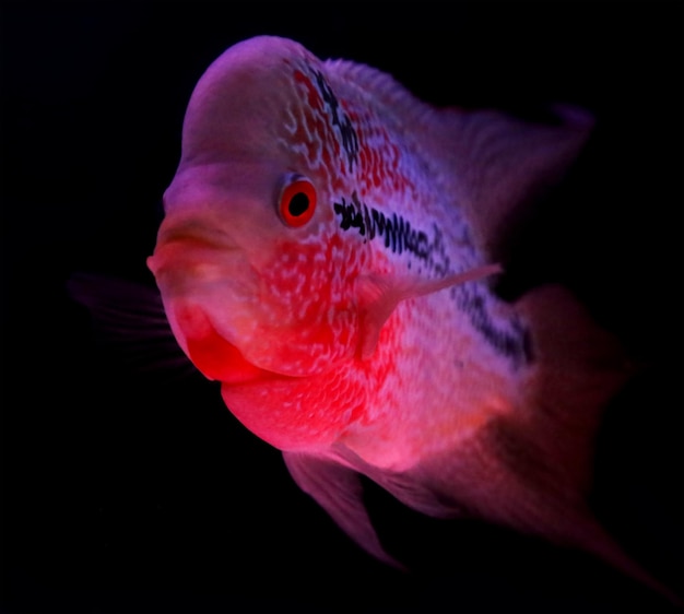 Foto primer plano de un flowerhorn en acuario negro