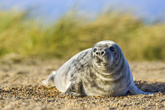Primer plano de la foca en la arena