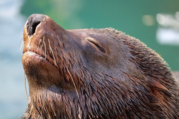 Foto primer plano de la foca