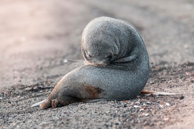 Foto primer plano de la foca