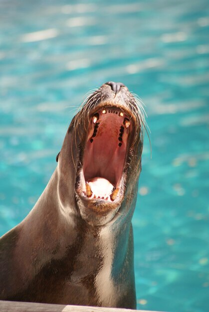 Foto primer plano de la foca