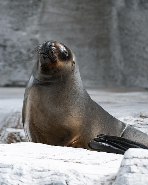 Primer plano de la foca