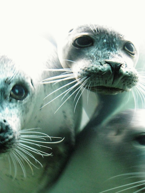 Foto primer plano de focas de perro marino al aire libre