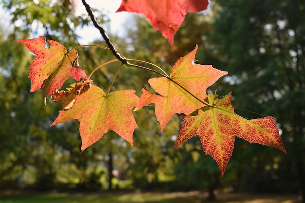 Primer plano Foco selectivo Hoja de arce Temporada Otoño Otoño Volver a la escuela copyspace