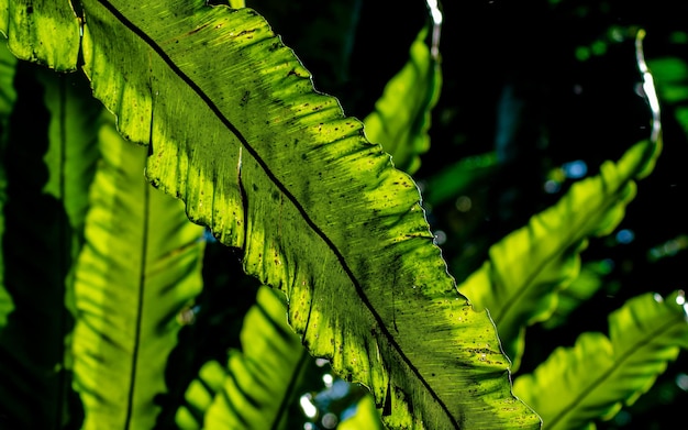 Foto primer plano de follaje con planta tropical