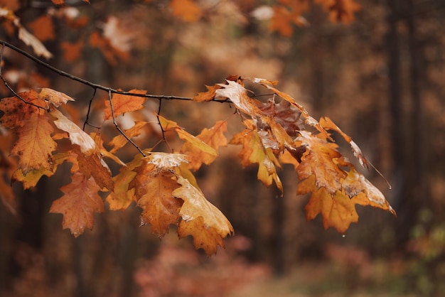 Primer plano de follaje de roble brillante en colores de otoño Clima lluvioso en árboles coloridos del bosque en temporada de otoño