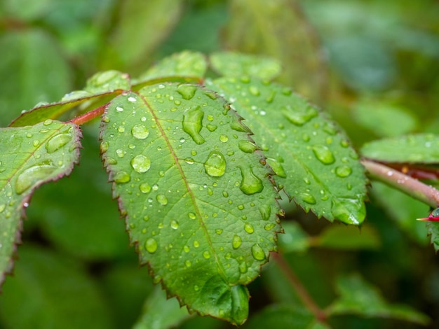Primer plano de follaje verde salpicado de gotas de agua después de la lluvia Fondo natural verde