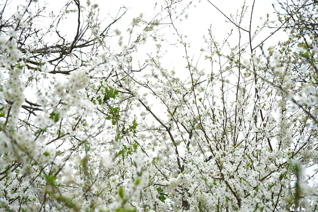 Primer plano de fondo de cerezo floreciente de flores de cerezo