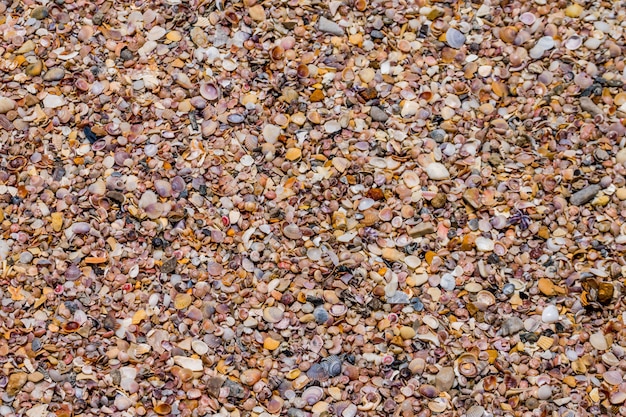 Primer plano de fondo de concha en la playa