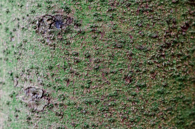 Primer plano de fondo de la corteza de los árboles Alnus insana aliso