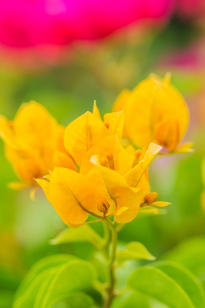 Primer plano fondo de flor de buganvilla naranja