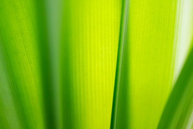 Primer plano de un fondo de hoja verde