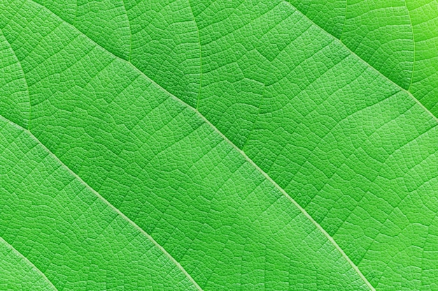 Foto primer plano de fondo de hoja verde