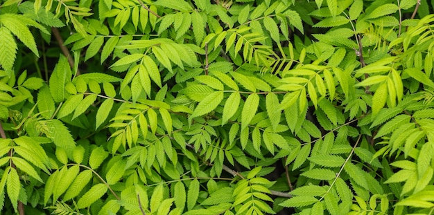 Primer plano de fondo de hojas verdes