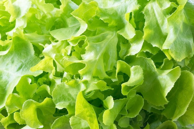 Foto primer plano de fondo de lechuga de hojas de roble verde