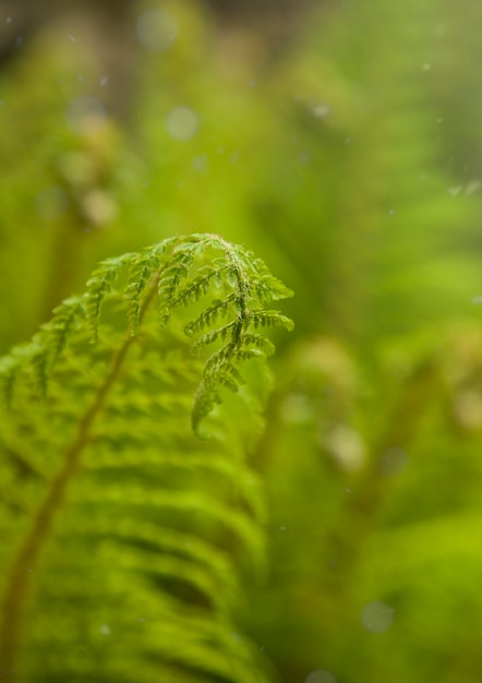 Primer plano de un fondo natural de hojas de helecho verde rizado