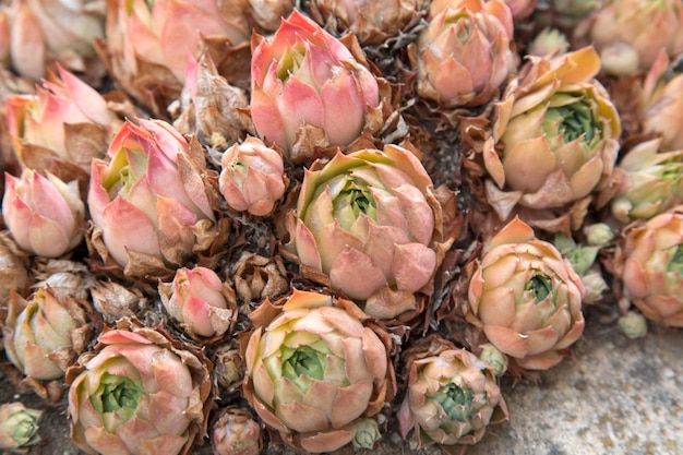 Primer plano de fondo de planta de cactus