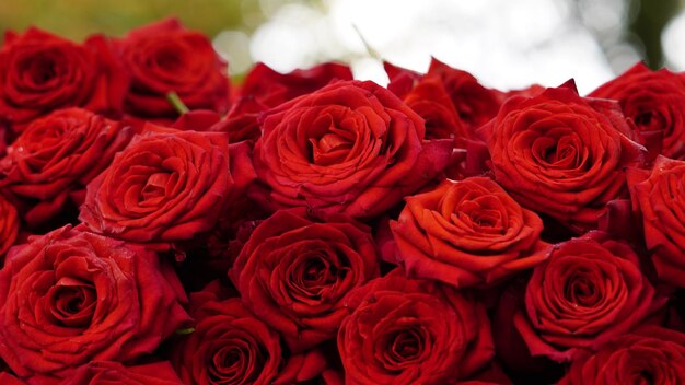 Primer plano de fondo de rosas rojas Textura natural del amor