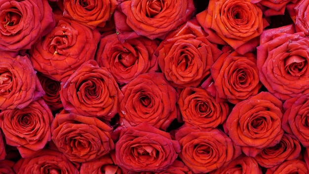 Primer plano de fondo de rosas rojas Textura natural del amor