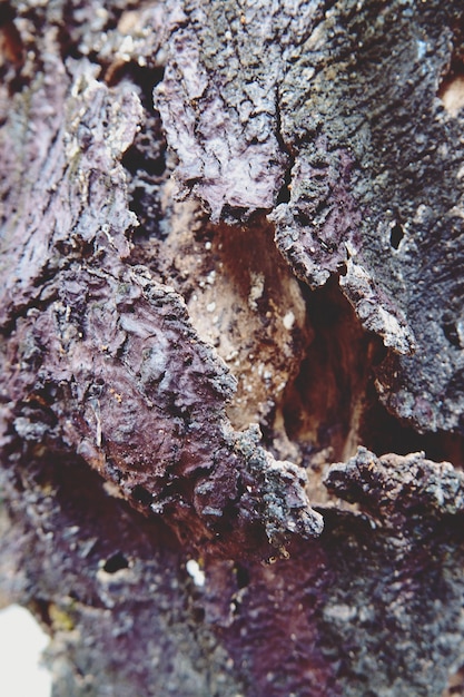 Foto primer plano de fondo de textura de árbol de corteza
