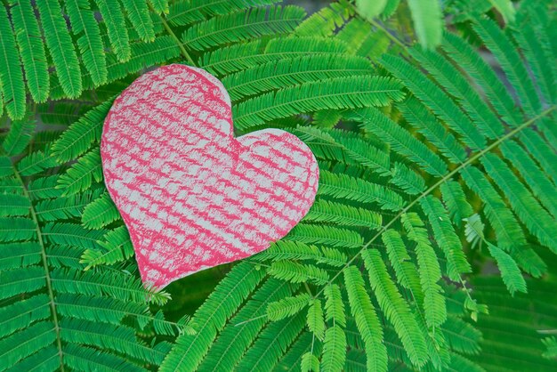 Foto primer plano de la forma de corazón en las hojas