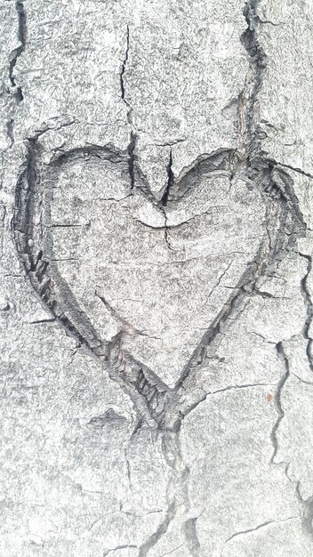 Primer plano de la forma de un corazón en el tronco del árbol