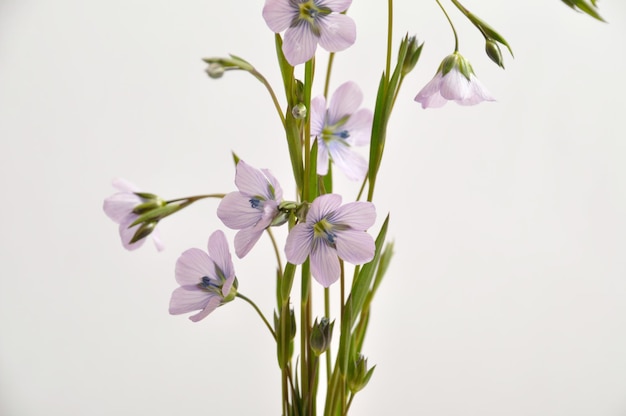 Primer plano de una foto de estudio de flores de lino