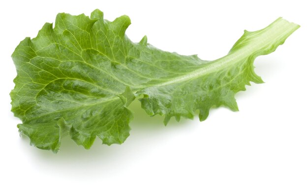 Primer plano foto de estudio de hojas de ensalada de escarola verde fresca aisladas sobre fondo blanco