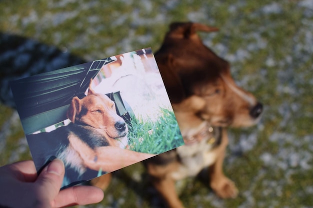 Foto primer plano de una foto de un perro con la mano