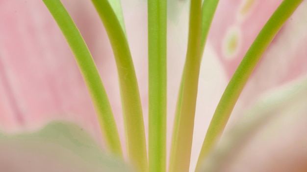 primer plano de una fotografía macro de flor rosa. fondo abstracto, elegante fondo de pantalla de belleza