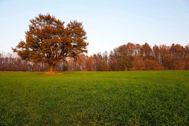 Primer plano fotografiado de un árbol de roble en la temporada de otoño