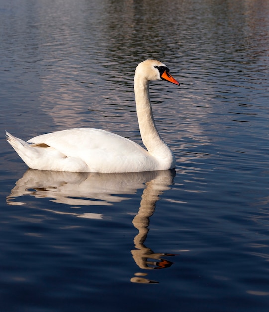 Primer plano fotografiado de un cisne con una cabeza sucia de agua sucia en el lago