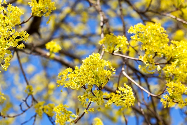 Primer plano fotografiado de flores verdes y amarillas de un árbol de arce floreciente