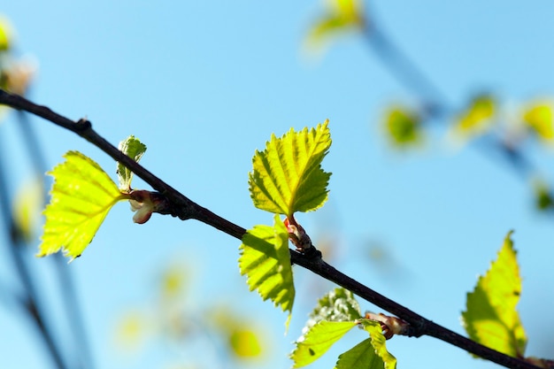 Primer plano fotografiado de un joven árbol de abedul hojas verdes en el cielo azul
