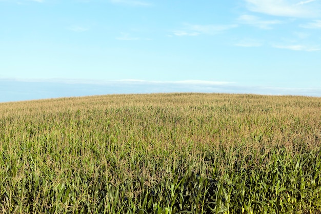 Primer plano fotografiado de maíz seco amarillo maduro que crece en un campo agrícola. Planta de orejas abiertas. Otoño