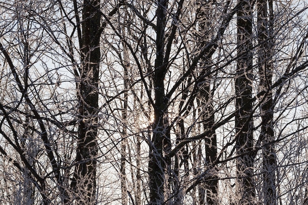 Primer plano fotografiado de las ramas de los árboles iluminadas por el sol en la helada. Temporada de invierno.