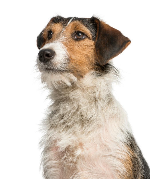 Primer plano de un Fox Terrier mirando hacia arriba, aislado