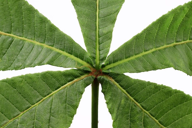 Primer plano de un fragmento de hoja de castaño de indias