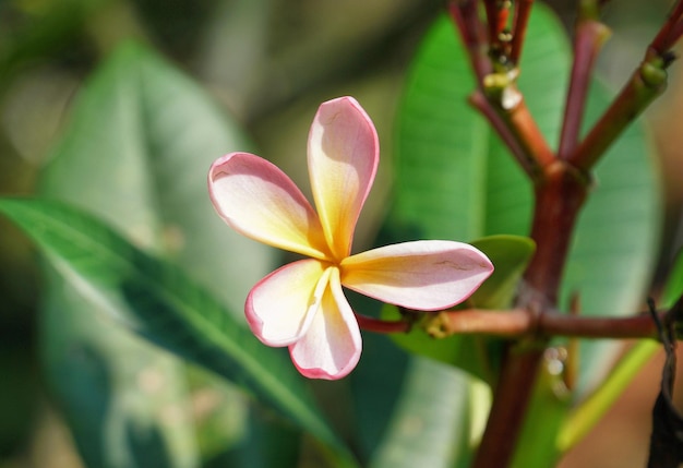 Primer plano de frangipani en flor al aire libre