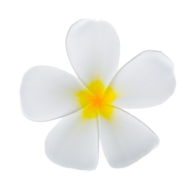 Primer plano de frangipani sobre un fondo blanco