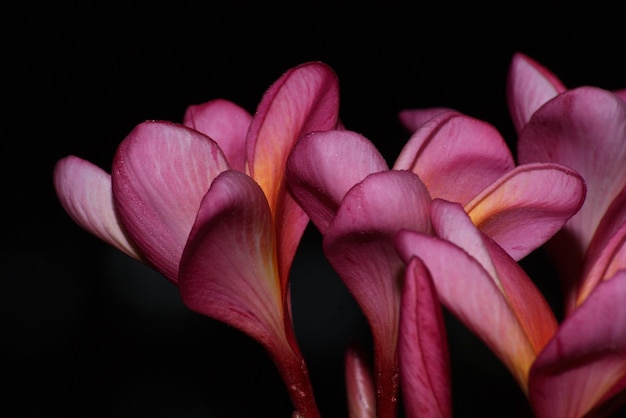 Primer plano de frangipanis rosas contra un fondo negro