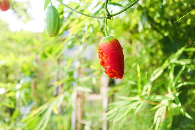 Foto primer plano de fresa en el árbol